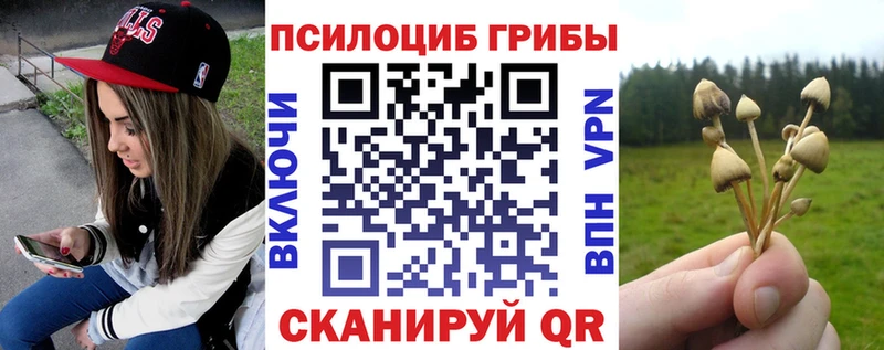 где купить наркоту  Оса  Псилоцибиновые грибы Psilocybe 